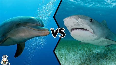 Bull Shark Vs Whale