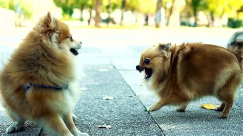 790+ Chien Attaque – Vidéos libres de droit 4K et HD - iStock