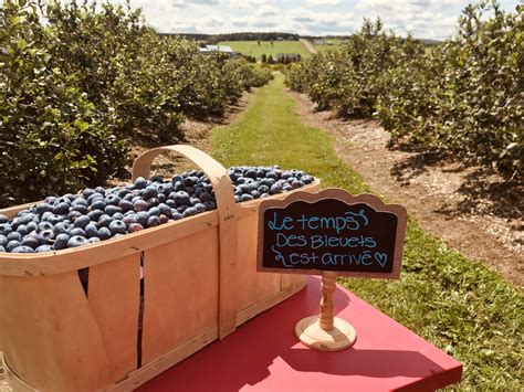 Bleuetière Goulet : un incontournable sur la route 112 - L’Éclaireur ...