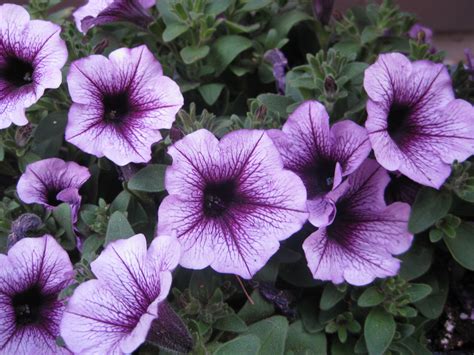 Purple Petunias Blooming in the Garden