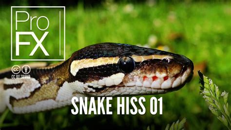 Snake Hiss 01 | Animal Sound Effects | ProFX (Sound, Sound Effects, Free Sound Effects)