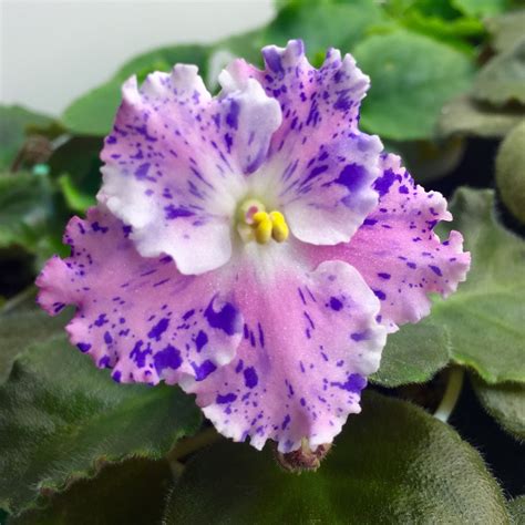 African Violet - Database Plants
