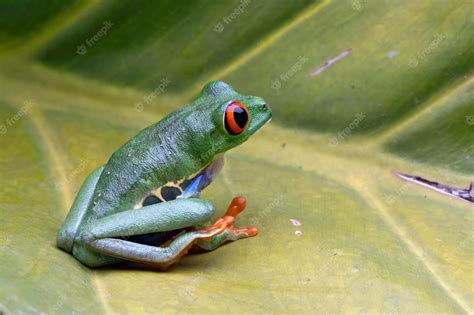 Rainette Aux Yeux Rouges Assis Sur Des Feuilles Vertes, Rainette Aux ...