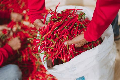 Farming Spicy Swap Fees With SPI - XTZ News
