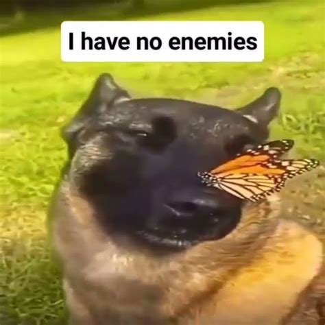 i have no enemies #ihavenoenemies #dog - YouTube