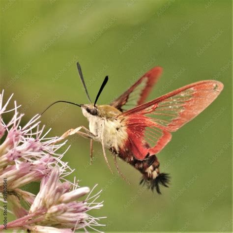 Hummingbird Hawk Moth in Splendid Elegant and Graceful Flight Stock ...