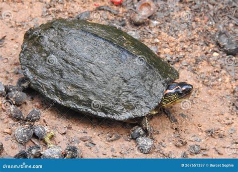 Rain Forest Turtle in French Guiana Stock Image - Image of turtle, toad ...