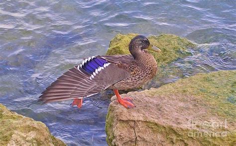 Jumping Duck Photograph by Lesley Evered - Pixels