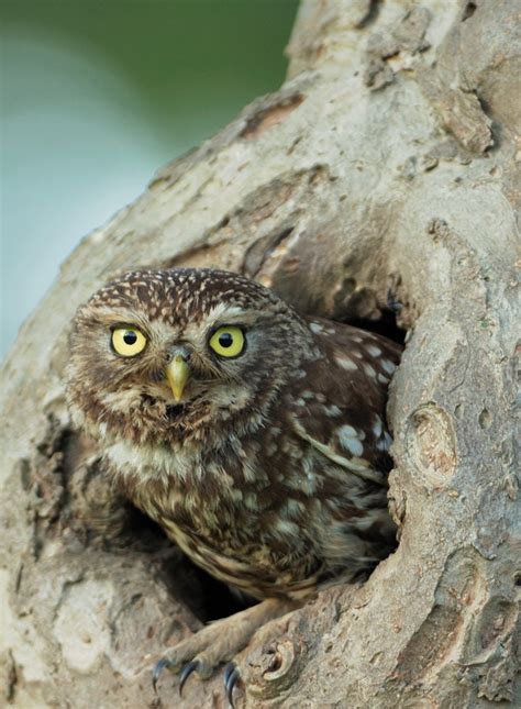 Chouette chevêche - Ligue Royale Belge pour la Protection des Oiseaux