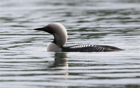 Plongeon arctique - Les espèces - C-monspot - soyons sport, soyons nature