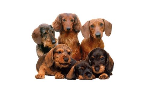 Le Teckel : caractère, prix, santé et alimentation