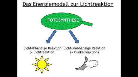 Fotosynthese: Energiemodell Lichtreaktion