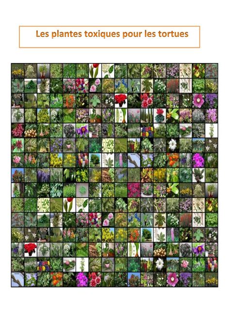 toxicité des plantes médicinales