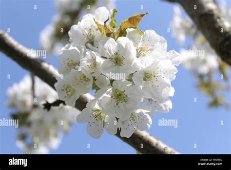 The picture shows cherry blossoms in the spring Stock Photo - Alamy
