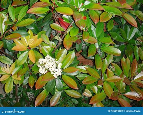 Photinia Glabra Shrub in Bloom Stock Photo - Image of leaf, fresh ...