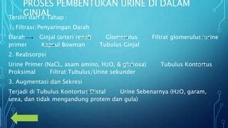 Ginjal | PPT