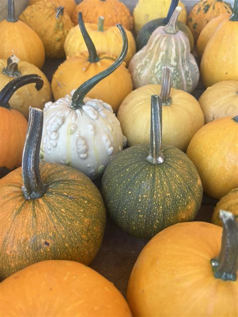 Flying Ghost Pumpkin Patch | Nashville TN