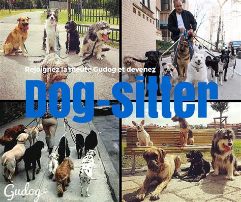 Devenir dog-sitter: retrouvez le guide complet de Gudog