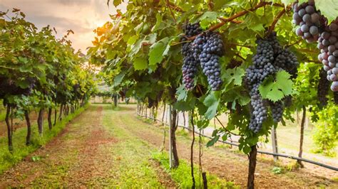 Videira, a árvore da uva, foi introduzida no Brasil em meados de 1500