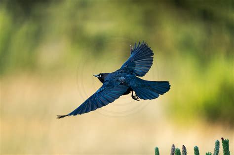 Pierre Steenberg | Flight sequence of birds