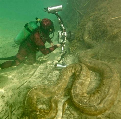 Giant Anaconda Filmed Underwater - Neatorama