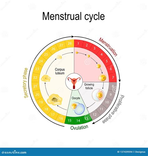Menstrual cycle chart stock vector. Illustration of human - 137439594
