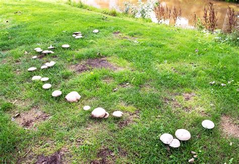 Fairy Ring