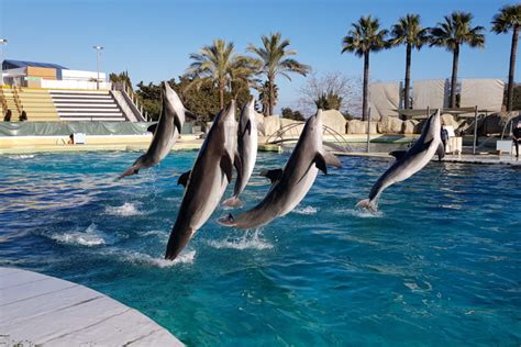 Marineland : pourquoi les orques et dauphins sont bloqués à Antibes