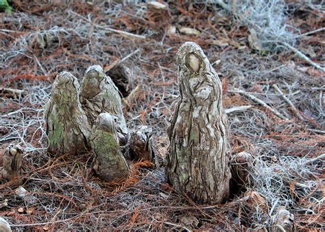 Swamp family Photograph by Kiva Duckworth-Moulton - Pixels Merch