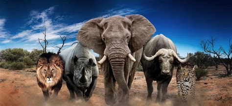 African Big 5 Hunt Costs: Comprehensive Safari Pricing Guide