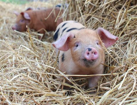 Piglets eating stock image. Image of competition, sisters - 3652837