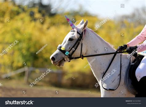 White Unicorn Horse Realistic Riding: Over 16 Royalty-Free Licensable ...