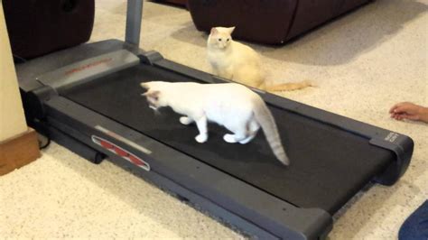 Bandit, our cat walking on treadmill - YouTube