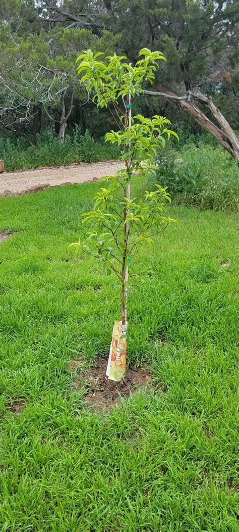 Fruit tree care : r/arborists