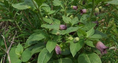 La Belladone symbolisme