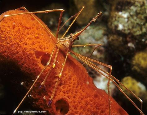 The Right Blue: The Yellowline Arrow Crab (Stenorhynchus seticornis)