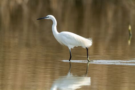 Le parc ornithologique du Teich : une immersion en pleine nature ...