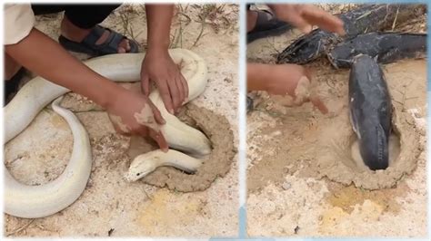 Unbelievable Fishing Technique -- Use Snake To Catch Fish In A Pit Deep ...