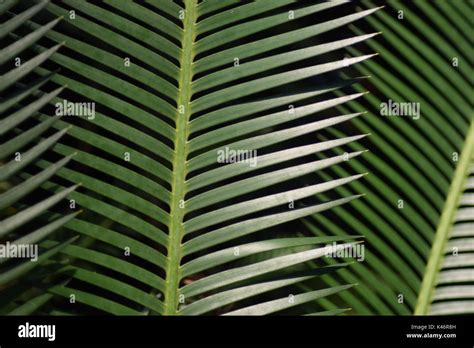 Pointy palm leaf hi-res stock photography and images - Alamy