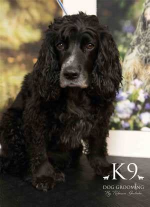 Working Cocker Spaniel Grooming Styles