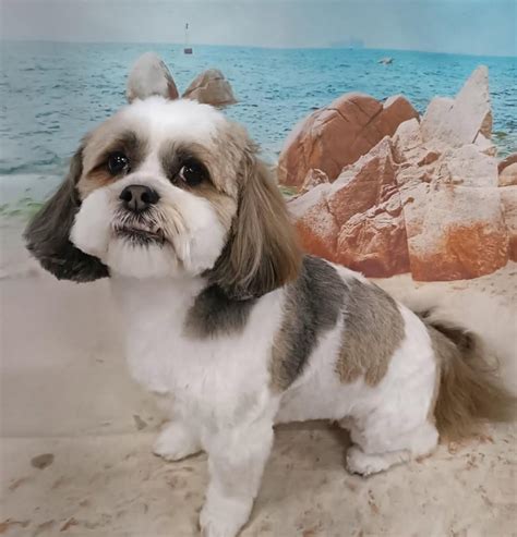 New Paws on Tay: Professional Dog Grooming in Newport on Tay