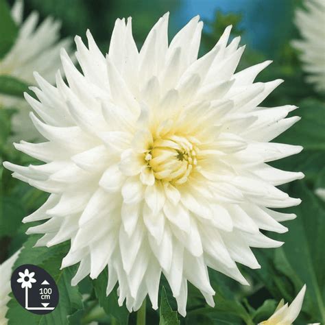 Dahlia cactus My Love - l'unité