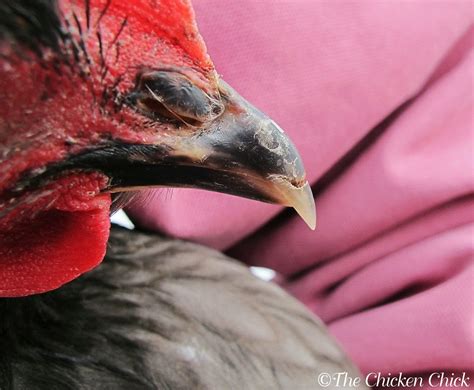 Repairing a Chicken's Broken Beak | The Chicken Chick®