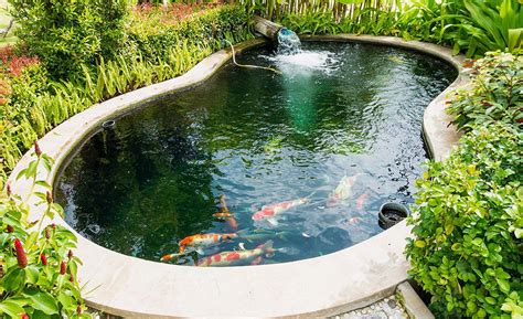 How to Build a Backyard Fish Pond: Easy DIY Guide
