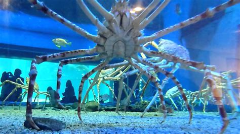 Giant Japanese Spider Crab