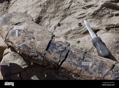 A very large dinosaur bone that has been indexed still lays on the ...