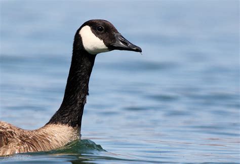 Canada Goose | FWS.gov