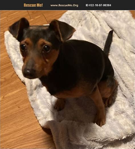 ADOPT 22100700384 ~ Miniature Pinscher Rescue ~ Baton Rouge, LA