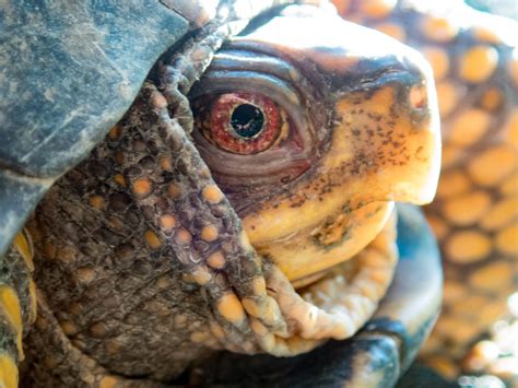 TURTLE NECK – Brokaw Photography