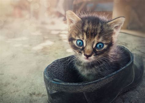 'hidden kitty' Poster by PsychoShadow | Displate